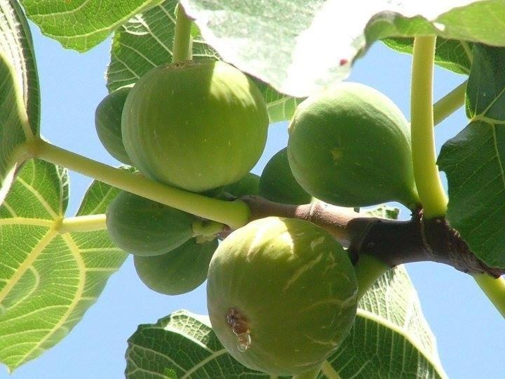 Cicirata Sea Beach - Sicilia Vacanza Avola Eksteriør billede