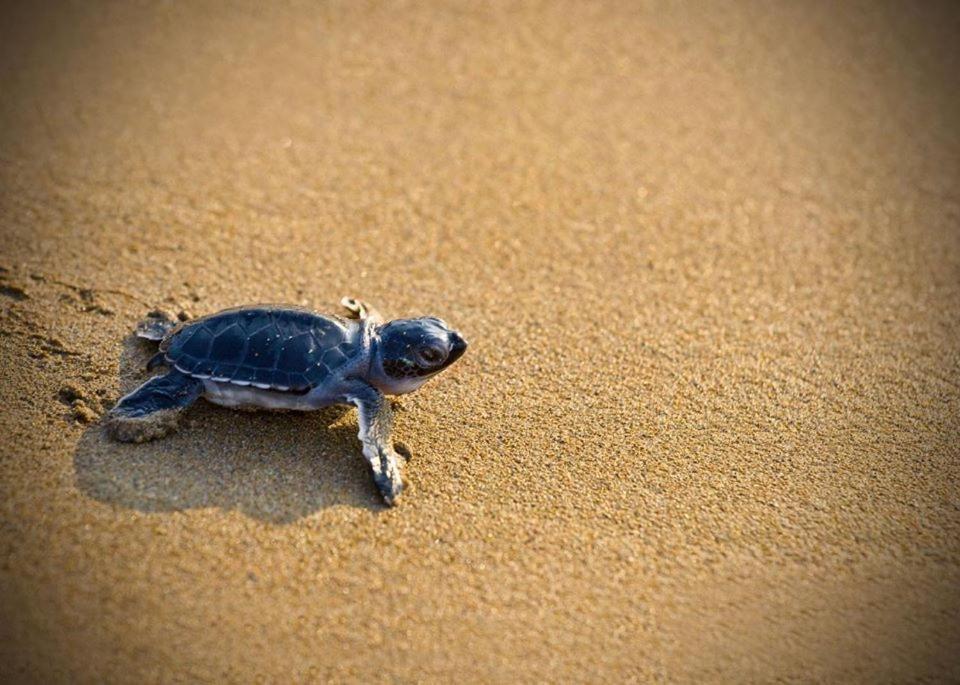 Cicirata Sea Beach - Sicilia Vacanza Avola Eksteriør billede